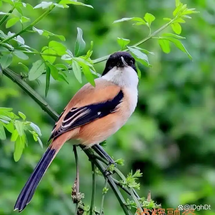 信贷咨询公司是什么_上海车贷咨询服务_车贷咨询服务公司