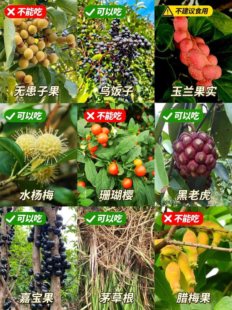 客家野果_客家山野果_山货店要多大投资