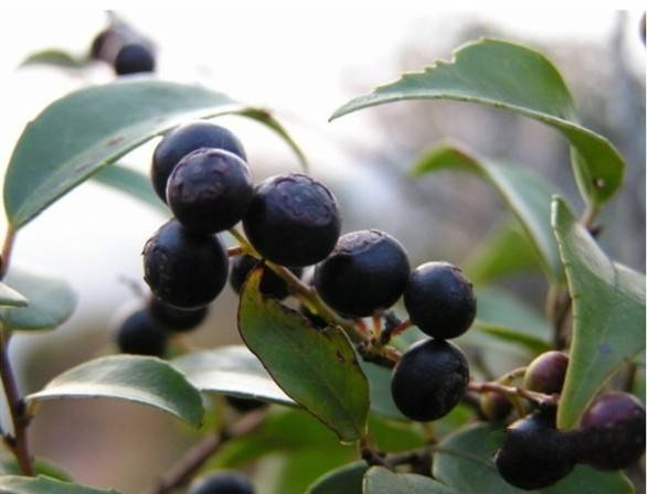 客家山野果_山货店要多大投资_客家野果