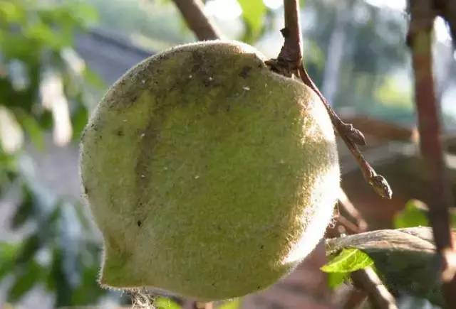 客家山野果_山货店要多大投资_客家野果