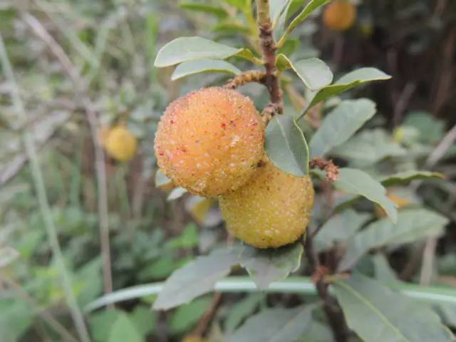 客家山野果_山货店要多大投资_客家野果