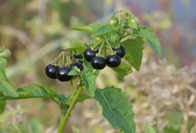 山货店要多大投资_客家野果_客家山野果