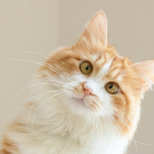 证身份买卡没手机号怎么办_证身份买卡没手机号能用吗_没身份证怎么买手机卡