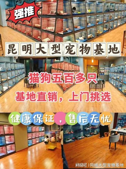 闵行区宠物店_上海比较有名的猫舍_上海来福乐猫犬舍