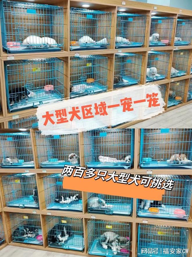 上海来福乐猫犬舍_闵行区宠物店_上海比较有名的猫舍