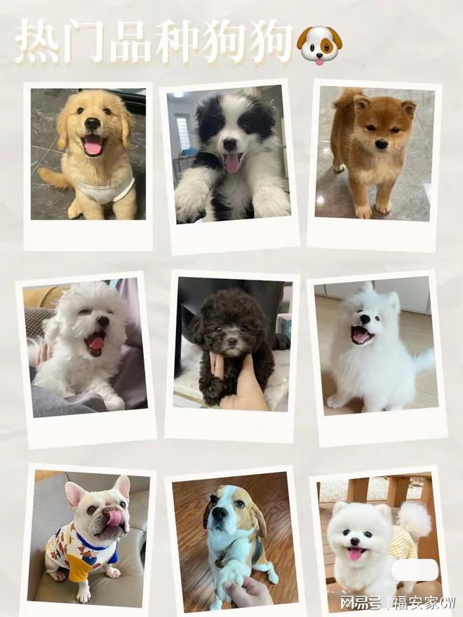 上海比较有名的猫舍_上海来福乐猫犬舍_闵行区宠物店