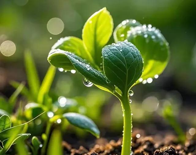 40岁失业逆袭_明年好的小本致富点子_中年人创业项目