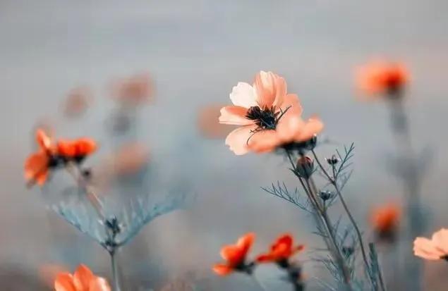 40岁失业逆袭_中年人创业项目_明年好的小本致富点子