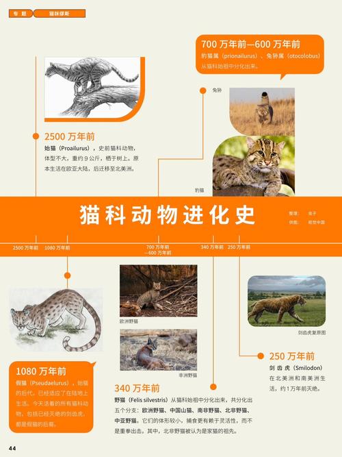 北非驯化猫_家猫起源_埃及猫可以带回中国吗