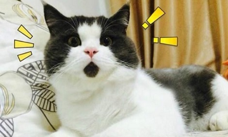 十二生肖没有猫原因_埃及猫可以带回中国吗_夏朝十二生肖起源