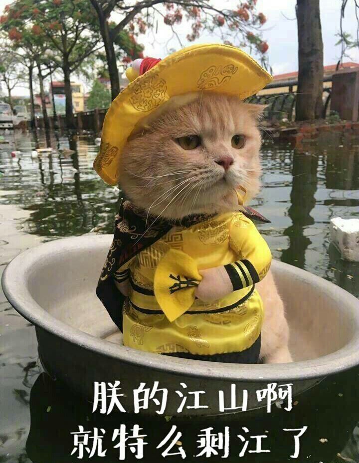 十二生肖没有猫原因_埃及猫可以带回中国吗_夏朝十二生肖起源